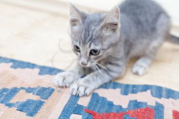 Grey kitten playing and grabbing at the colorful carpet