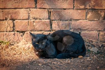 Black cat on red brick wall background sun spots. Relaxing position with a lot of copyspace.