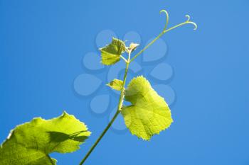 Royalty Free Photo of a Grapevine