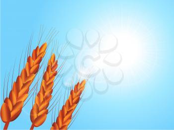 Wheat Crop Close Up Over Sunny Blue Sky with Lens Flares Background