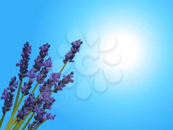 3D Illustration of a Bunch of Lavender Over Blue Sunny Sky Background