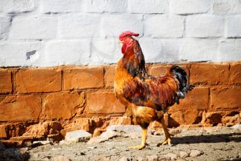 Royalty Free Photo of a Rooster Beside a Brick Wall