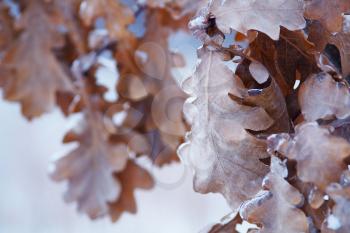 Royalty Free Photo of Icy Oak Leaves