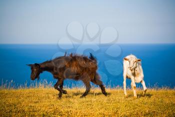 Royalty Free Photo of Goats on a Hill in Front of the Black Sea
