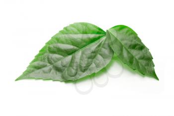 Royalty Free Photo of Green Leaves