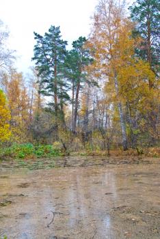 Royalty Free Photo of an Autumn Bog Landscape