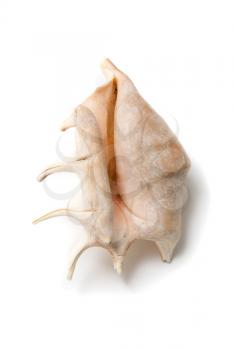 Sea shell isolated on a white background
