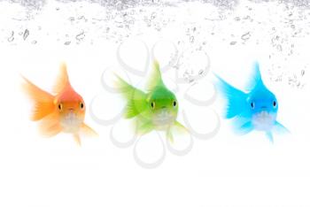 Royalty Free Photo of Different Colored Fishes