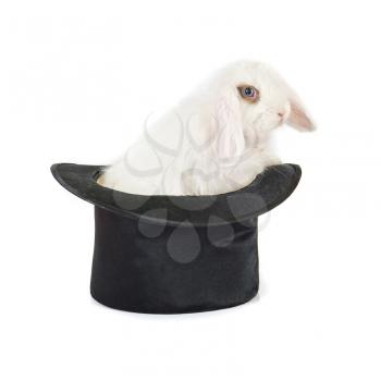 Little rabbit at black hat isolated on a white background