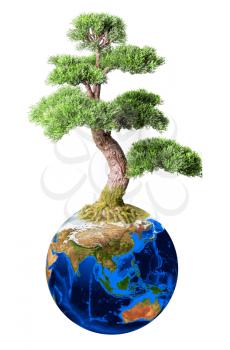 Royalty Free Photo of a Bonsai Tree From Planet Earth