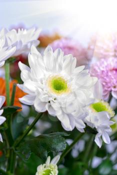 beauty white chrysanthemums flowers close up