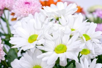 beauty photo of white chrysanthemum flowers close up
