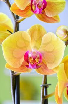 Close-up of a yellow orchid with pink spots