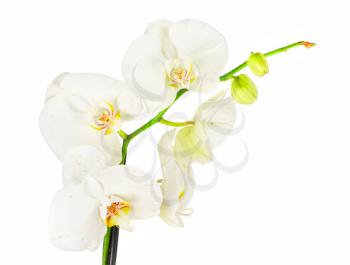 White orchid closep on a white background
