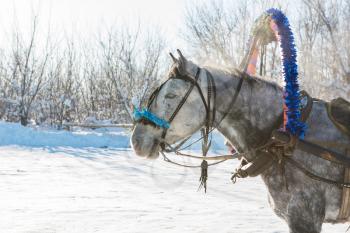 Horse pulling sleigh in winter. Closeup photo