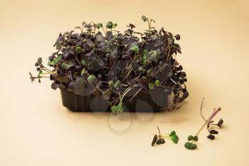 Micro greens sprouts of radish on beige background. Concept of superfood and healthy organic food