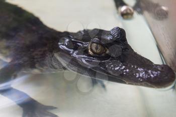 Beautiful caiman crocodile closeup portrait