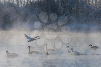 Beautiful white whooping swans swimming in the nonfreezing winter lake. The place of wintering of swans, Altay, Siberia, Russia.