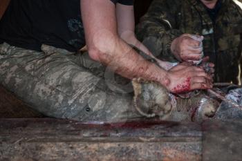 Cutting antlers of Altaic stag maral. Man covers the wound with alum to avoid infection