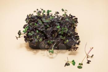 Micro greens sprouts of radish on beige background. Concept of superfood and healthy organic food