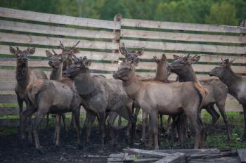 Domesticated deers marals on farm in Altay