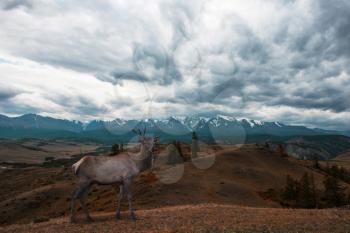 Maral deer in Kurai steppe and North-Chui ridge of Altai mountains, Russia. Cloud day.