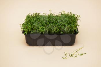 Micro greens sprouts of amaranth on beige background. Concept of superfood and healthy organic food