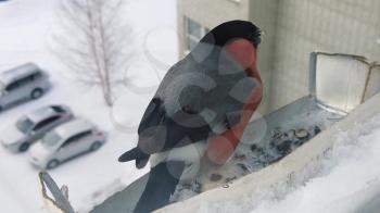Bullfinch male eats seeds from feeder on the window of the house. Concept of feeding birds in winter. Slow motion video