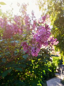 Lilac branch bloom in summer evening. Bouquet of purple flowers