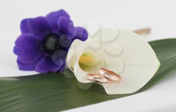 wedding rings on a flower background