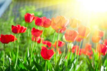 Blurred background of red colored tulips with starburst sun