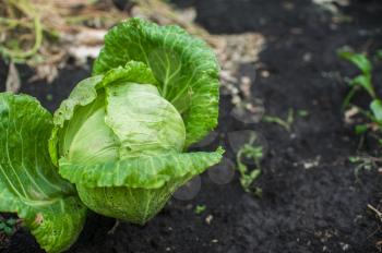 Fresh harvesting cabbage on the ground