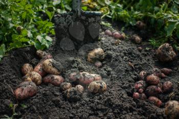 Fresh harvesting potatoes on the ground