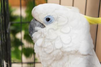 Big white parrot, closeup portrait
