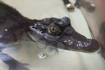 Beautiful caiman crocodile closeup portrait