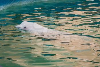 White dolphin at dolphinarium on performance