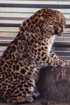 Portrait of the female leopard from fast east in a zoo