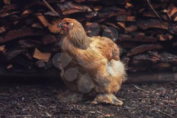 Chicken walking in the yard in countryside