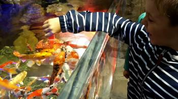Young Boy Feeding fish in aquarium