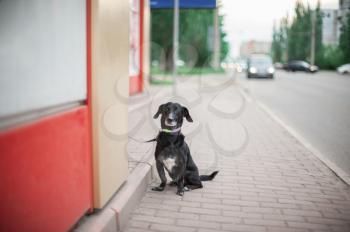 Sad black dog standing on a road and waiting for the owner
