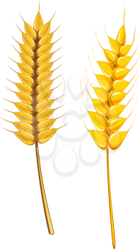 Royalty Free Clipart Image of a Wheat and Barley