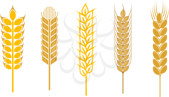 Royalty Free Clipart Image of a Cereal Grains