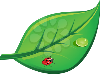 Ladybug on green leaf for environment design