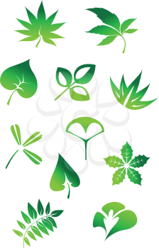 Set of green leaves icons and symbols isolated on white background