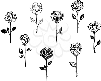Rose flowers set isolated on white background for holiday or retro design