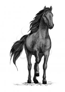 Black wild horse or racehorse standing and stomping hoof. Stallion or mare equine vector sketch symbol for equestrian racing sport, horse riding races club or horserace bets
