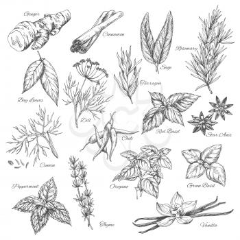Herbs sketch of ginger or cinnamon, rosemary, sage and tarragon. Vector spice dill and bay leaf seasoning. Flavoring dill, anise or basil and chili pepper dressing, cumin or oregano and peppermint, va