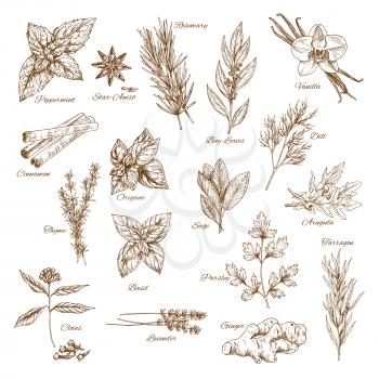 Herbs, spices and leaf vegetable sketch poster background. Rosemary, basil, mint, cinnamon, thyme, clove, parsley, bay, dill, vanilla, star anise, ginger, oregano, sage, tarragon, arugula and lavender