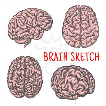 Brain sketch. Human organ vector isolated icons set of side, upper and front view. Medical symbol of brain and cerebellum for medicine or anatomy or science idea concept design