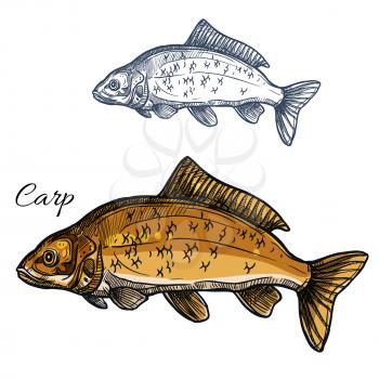 Carp sketch vector fish icon. Isolated freshwater lake or river crucian fish species. Isolated symbol for seafood restaurant sign or emblem, fishing club or fishery market